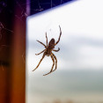 Pavúky v dome: Ako sa ich zbaviť a zamedziť ich prítomnosti?
